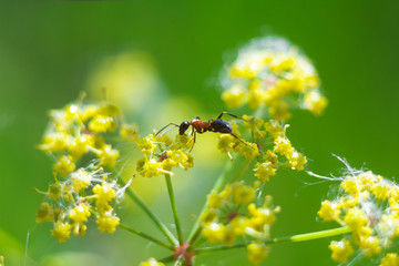 ant crawling from one flower to another
