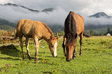 Naklejka na ściany i meble Horses graze on pastures in the mountains. Carpathians, Ukraine