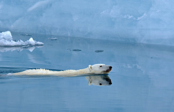 Polar bear swimming in sea against ice cliff