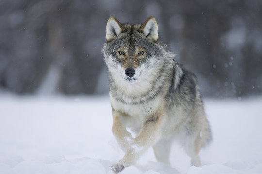 European grey wolf (Canis lupus) running through snow in birch forest, Tromso, Norway. Captive, April.
