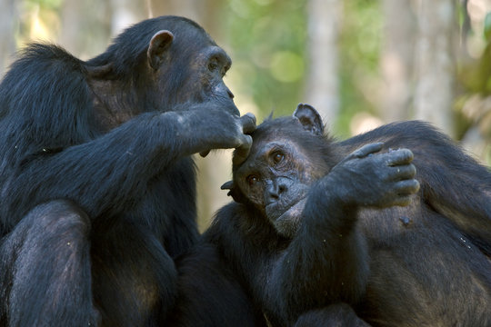 Close Up Of Chimpanzee Grooming =