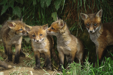 Four European red fox (Vulpes vulpes) cubs playing outside earth, UK.