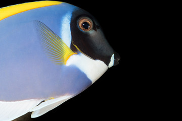 Macro shot of nori eating powder blue tang