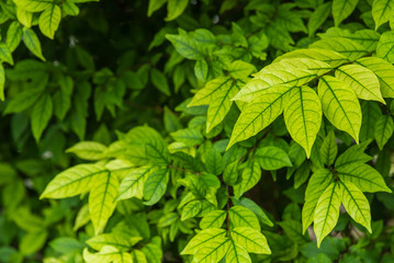 The fresh green Wrightia leaf for background leaf for background