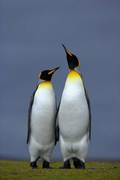 King penguin (Aptenodytes patagonicus) male and female, courtship posture, Falkland Islands.