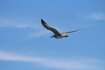 flying seagull