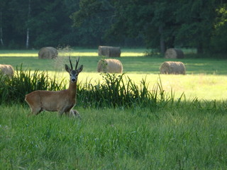 Kociołek na łące © Konrad