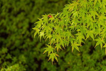 Japanese maple leaf during the autumn for background