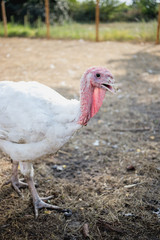 White turkeys on the farm