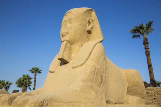 Egypt, Luxor, Luxor Temple, Avenue of Spinxes