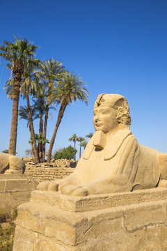 Egypt, Luxor, Luxor Temple, Avenue of Spinxes