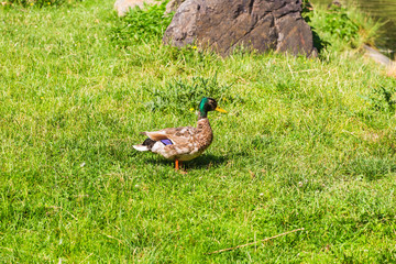 Wild duck on the grass