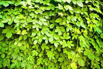 Nature green leaf background and textured. Leaves wall for background