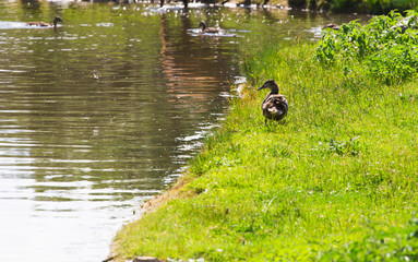 Wild duck on the grass