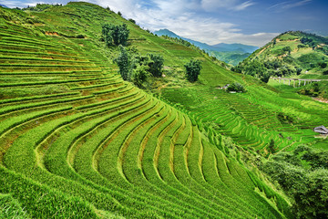 Fototapeta na wymiar green rice fields in the mountains of vietnam