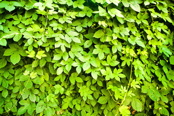 Fototapeta na wymiar Nature green leaf background and textured. Leaves wall for background