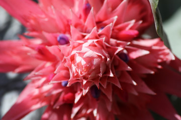 Pink flower of bromeliad fasciata