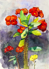  Painting Realistic red color Crown of thorns flower, watercolor illustration 