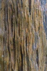 Obraz premium texture of bark wood