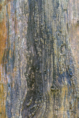 Obraz premium texture of bark wood