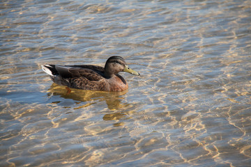 Wild duck swimming on a lake, top view