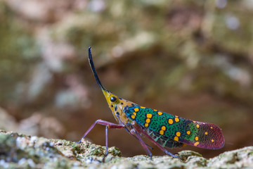 Cicada or Lanternfly ( Saiva gemmata )