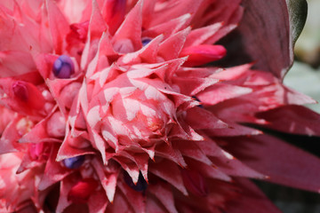 Closeup of a pink bromeliad fasciata flower