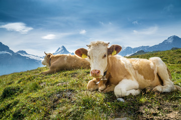 Fototapeta na wymiar Simmentaler Kühe vor Schweizer Alpen mit Schreckhorn