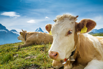 Simmentaler Kühe vor Schweizer Alpen mit Schreckhorn