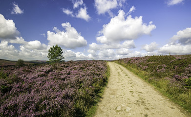 Path through the heather in Yorkshire, UK