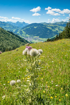 Distel auf Alp mit Aussicht aufs Simmental und Zweisimmen