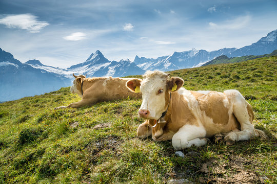 Simmentaler K&uuml;he vor Schweizer Alpen mit Schreckhorn