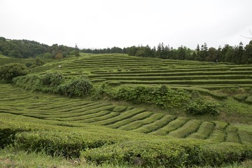 Champ de thé (Sao Miguel - Açores)