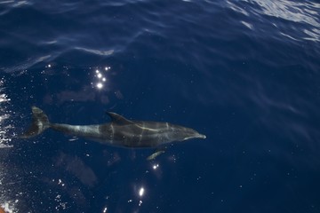 Obraz premium Dauphin au large de Ponta DelGada (Sao Miguel - Açores)