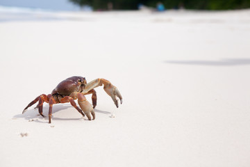 Hairy leg mountain crab