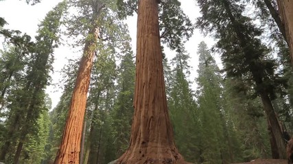 Tilt up giant Sequoia trees in Yosemite National Park. Giant Sequoia Tree in Sequoia National Park, California, Sequoia tree. - Powered by Adobe