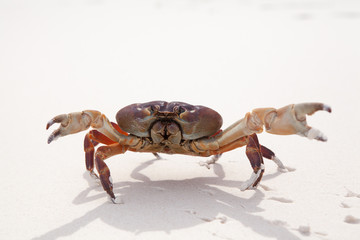 Hairy leg mountain crab