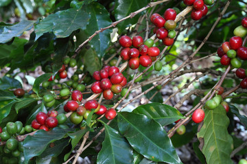 arabica coffee tree with ripe berries on farm_Chiang Rai_Thailand