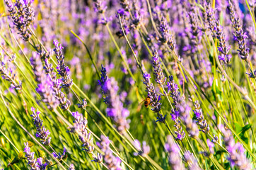 The bee harvest farina on lavender (Lavandula) flowers