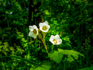 A cluster of wildflowers in a field of green.