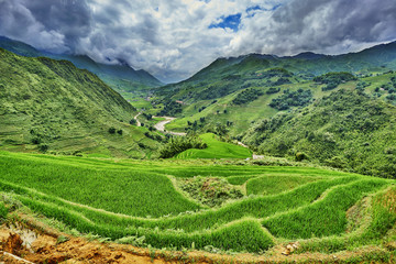 Fototapeta premium green rice fields in the mountains of vietnam