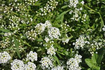 Alfalfa leafcutting bee  Megachile rotundata Fab.