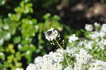 Alfalfa leafcutting bee  Megachile rotundata Fab.