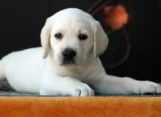 a little labrador puppy on a yellow background