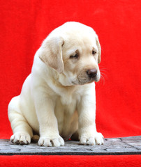 little labrador puppy on a red background
