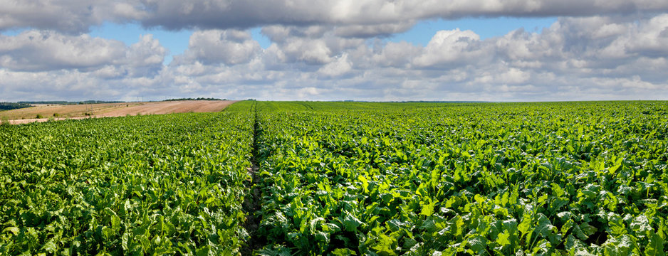 Panorama of Sugar beet bright green leaves in field with cloudy blue sky