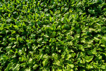 Fototapeta na wymiar beet field plant from Above