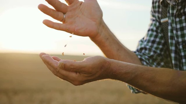 Close up shot of farmer hands with wheat from the field pourring from hand to hand on the sunshine background.