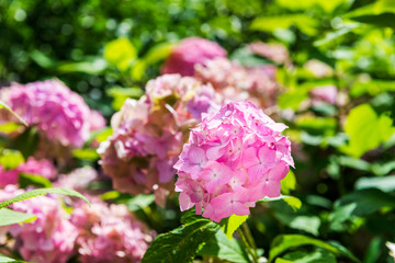  Hydrangea Flowers in the Garden