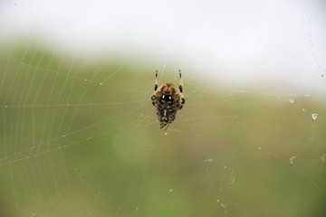 Spider